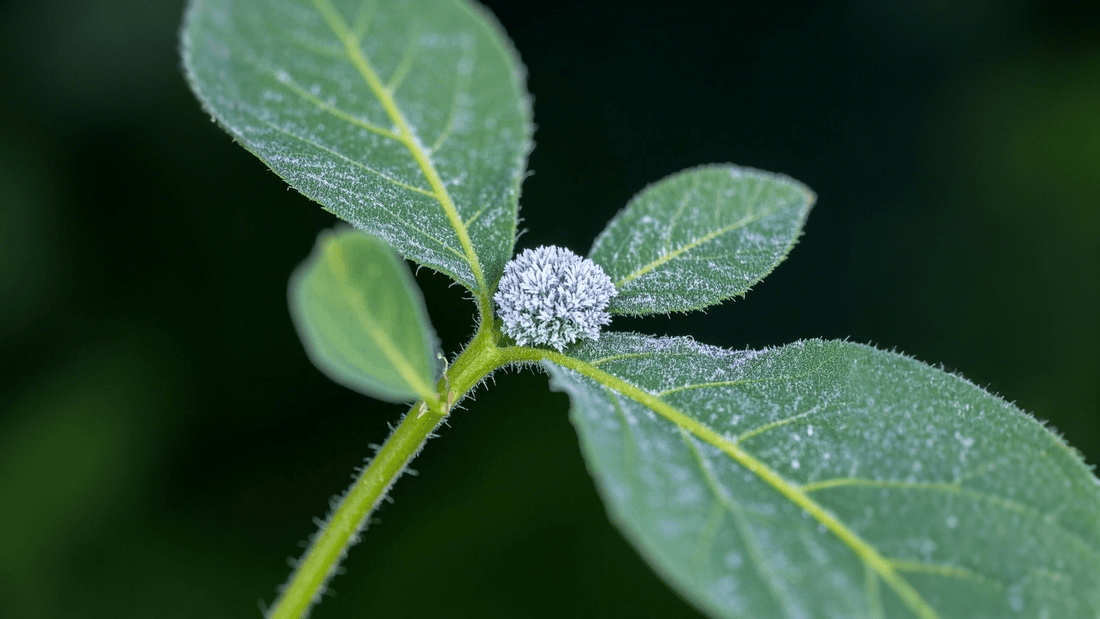 Ozone & Negative Ion Technology: The Ultimate Solution for Powdery Mildew - Tesiplz